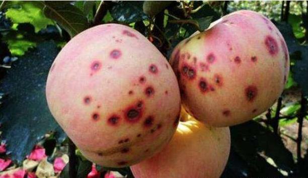 富士苹果降价,富士苹果套袋价格