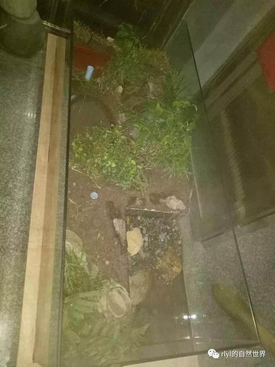 黄缘龟多大可以进环境造景,黄缘龟造景用陶粒还是火山石