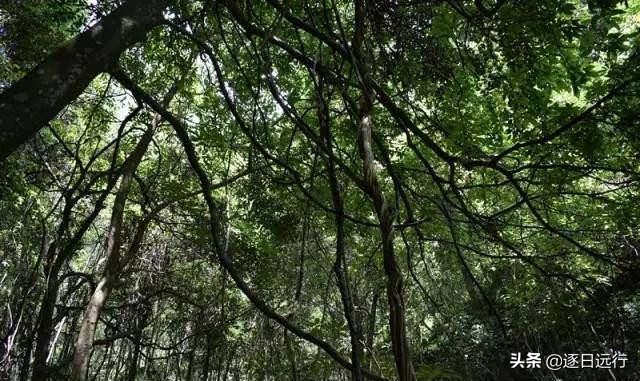 四川自贡市荣县金花,荣县金花乡桫椤谷