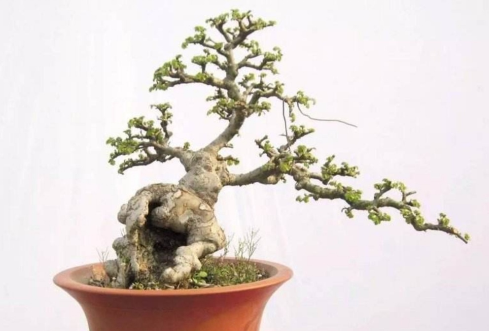 榆树疙瘩怎么制作盆景,榆树疙瘩盆景制作技巧