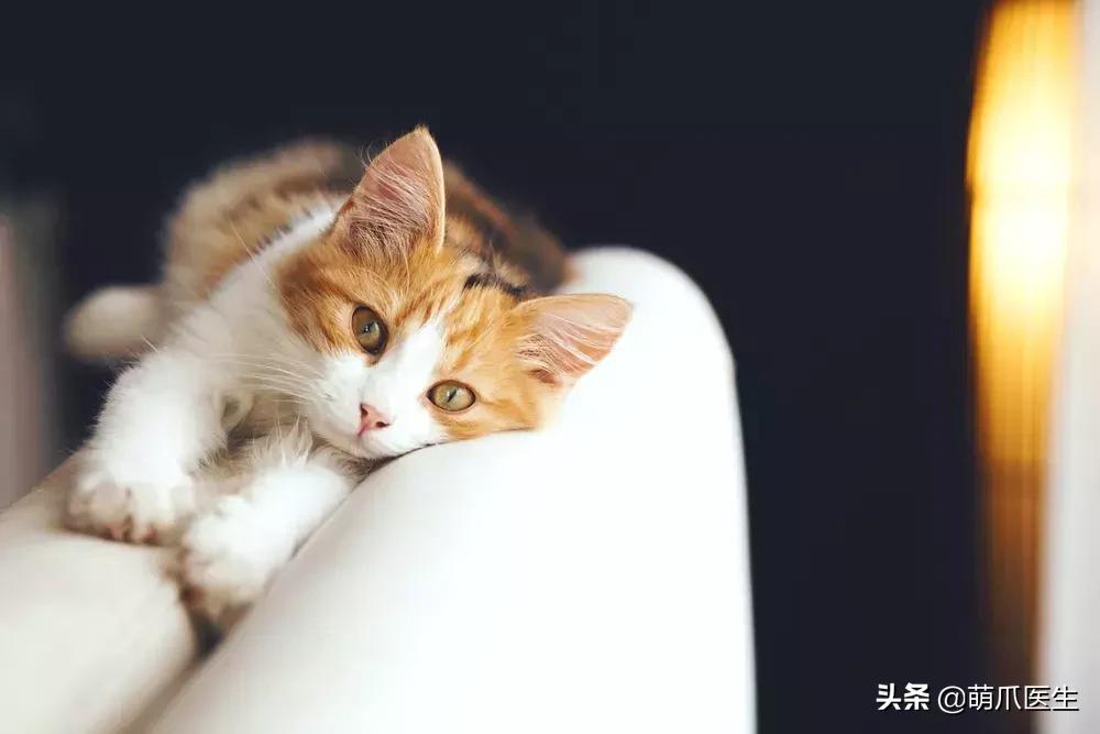 领养一只猫真的很难吗,领养很难