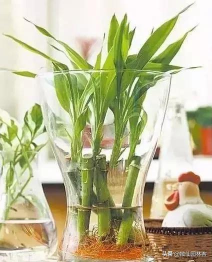 教你一些养花的小技巧大全,养花小诀窍学会了你也是养花高手