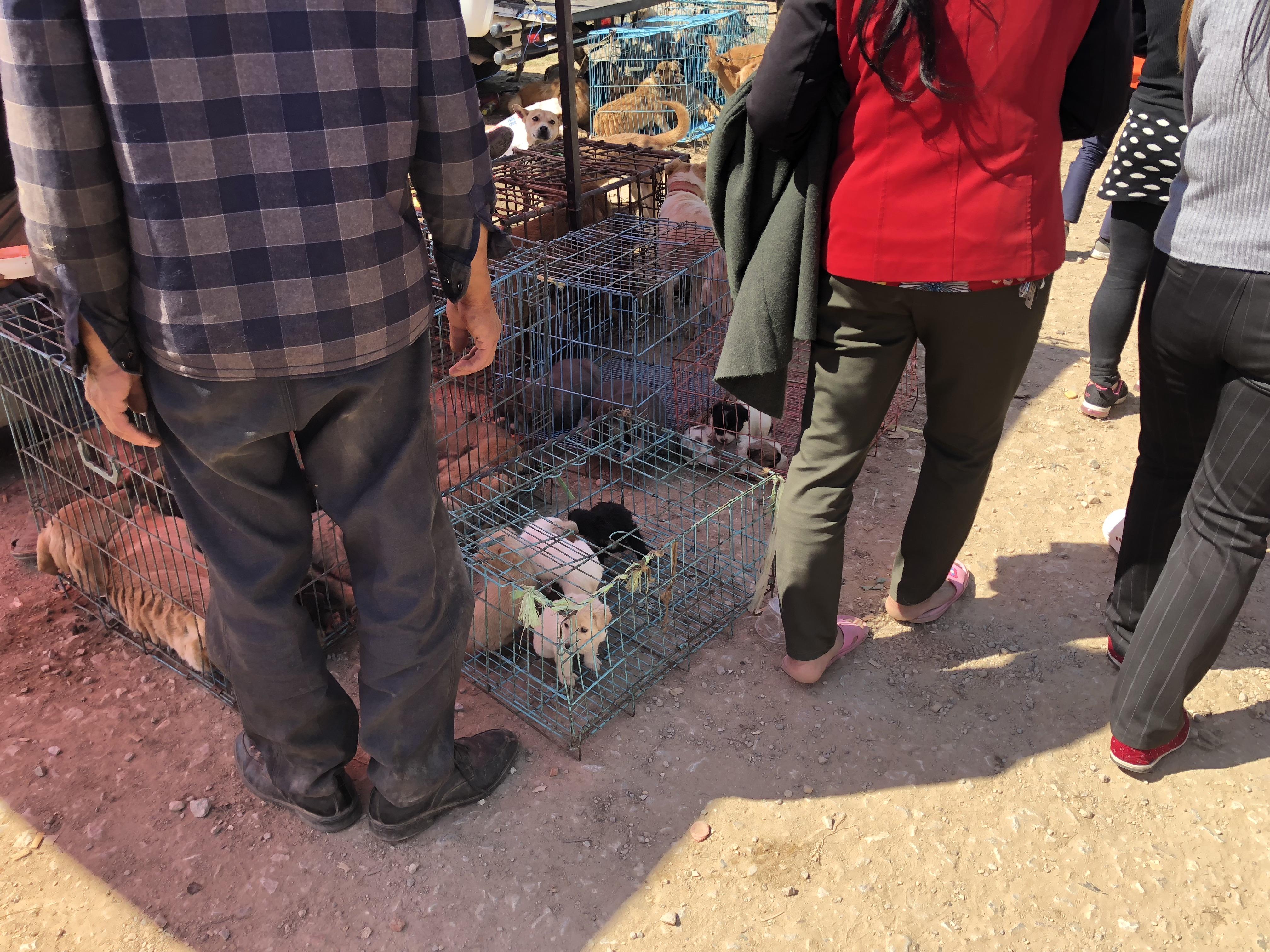 拉布拉多犬多少钱一只100元,拉布拉多成年狗市场价能值多少钱