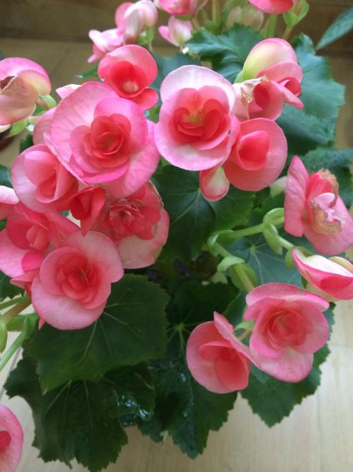 海棠花几乎不长叶,海棠花只开花不结果的品种