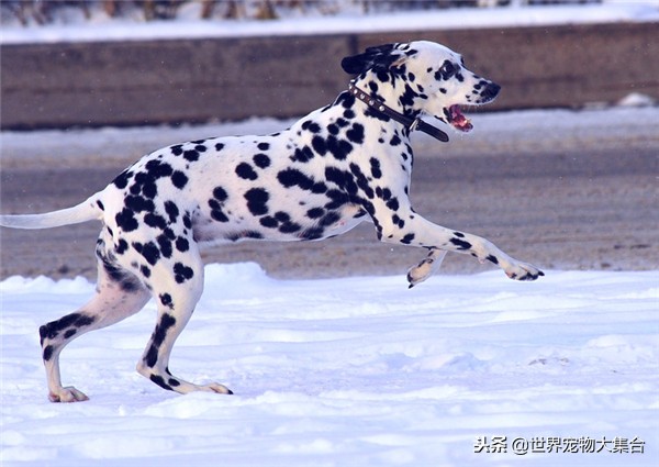 为啥现在很少见斑点狗了,斑点狗是什么犬类的狗