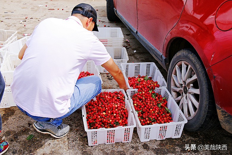 樱桃采摘园西安白鹿仓,摘樱桃西安的去处