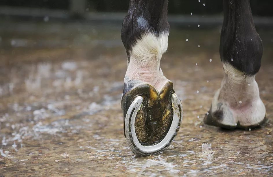 马掌为什么要钉马蹄而野马不用,马为什么要钉马蹄铁而野马不用