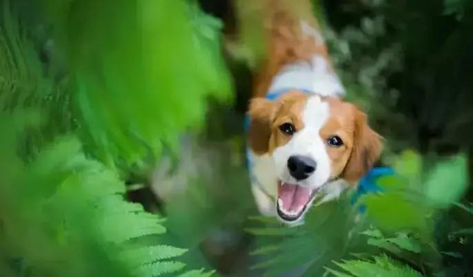 澳洲入境香港最新政策要求,澳洲入境最新规定