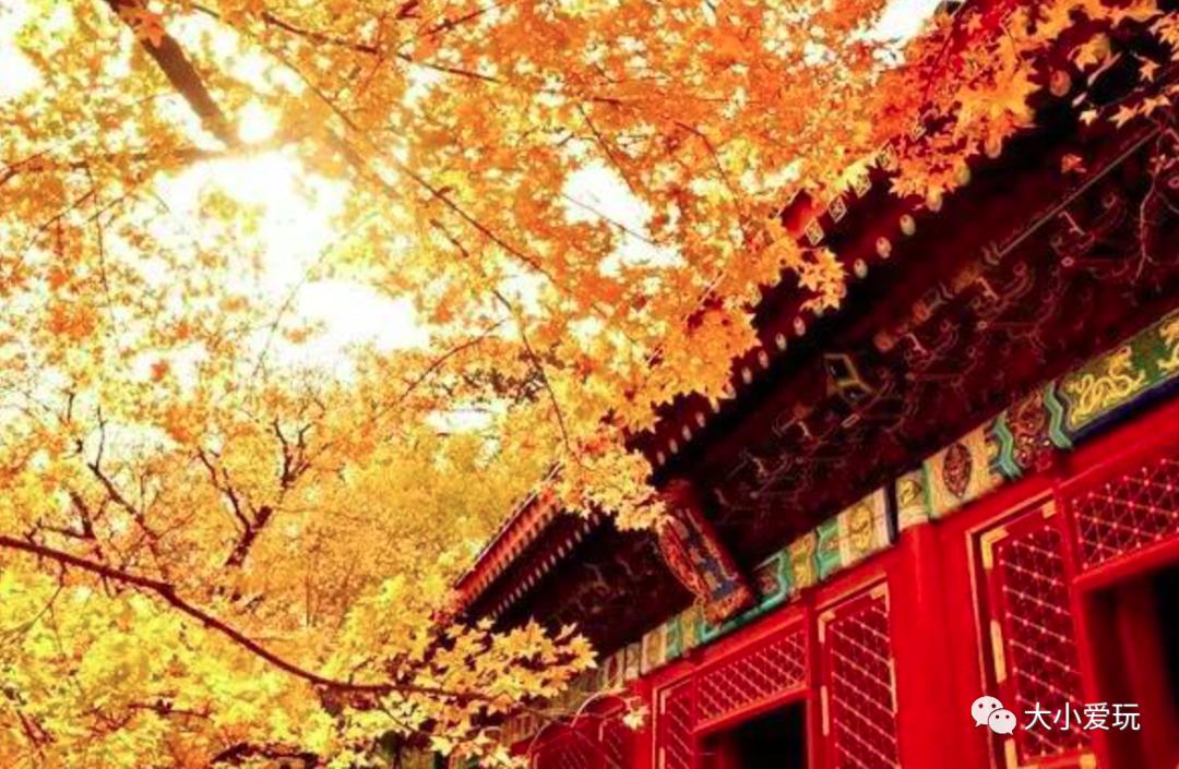 北京红螺寺银杏最佳观赏时间,北京赏银杏景区有哪些