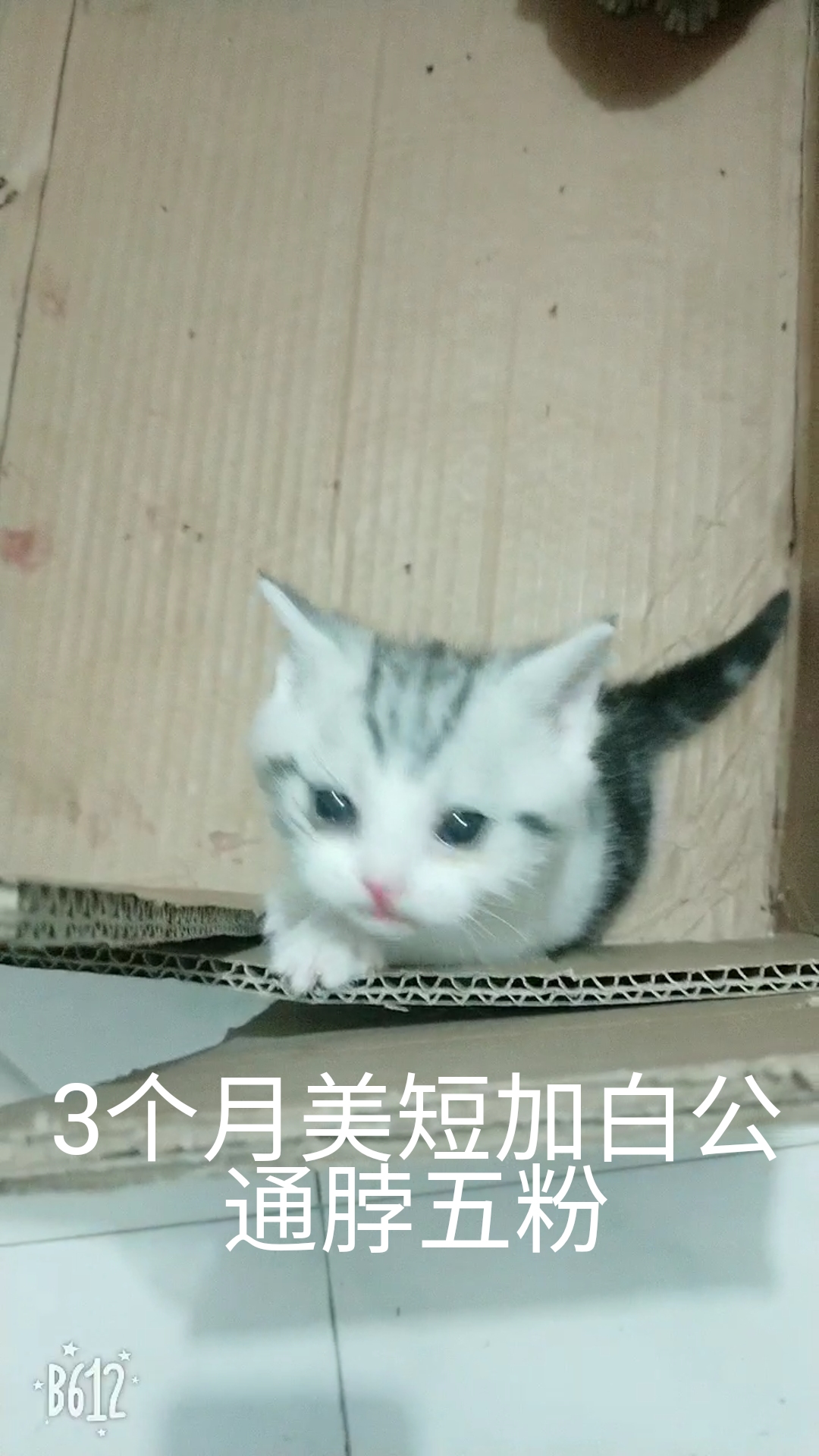 脱肛猫是什么,脱肛的小猫怎么治