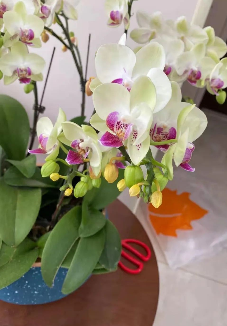 兰花肉根干枯怎样处理,蝴蝶兰肉根黑了