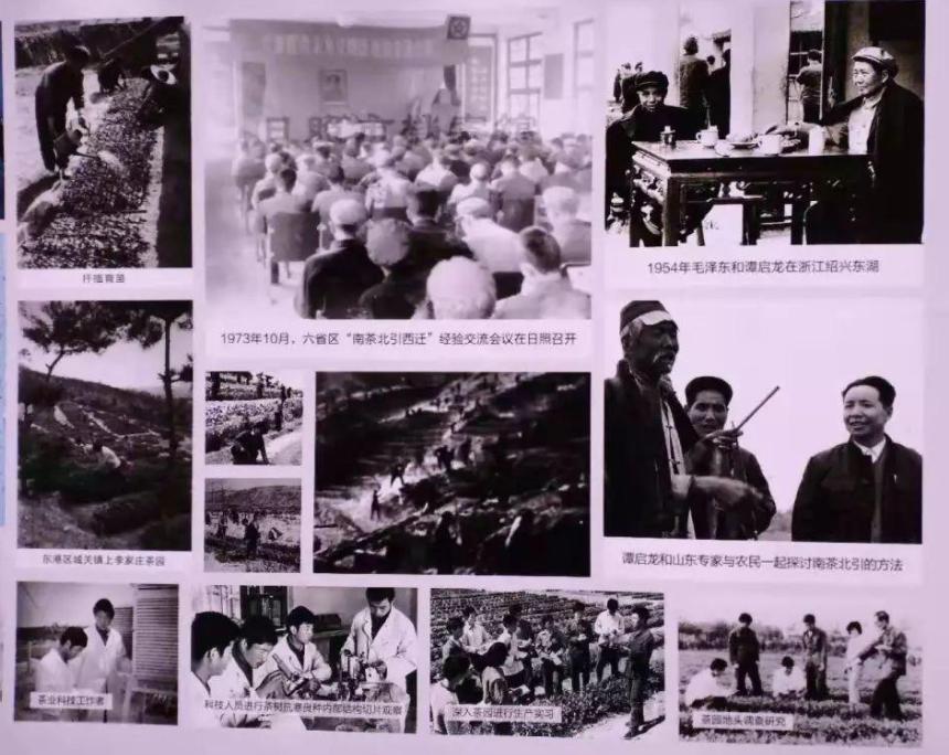 正宗日照绿茶什么样,日照绿茶全国有名