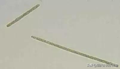 蓝藻念珠藻颤藻,蓝藻颤藻