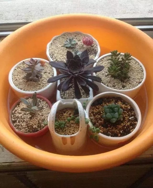 外出不在家盆栽怎么浇水,不在家住了养的花怎么办