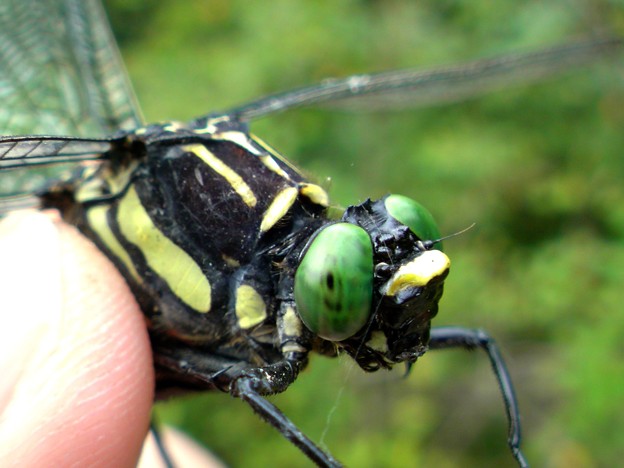 世界最大蜻蜓长啥样,目前世界上最大的蜻蜓