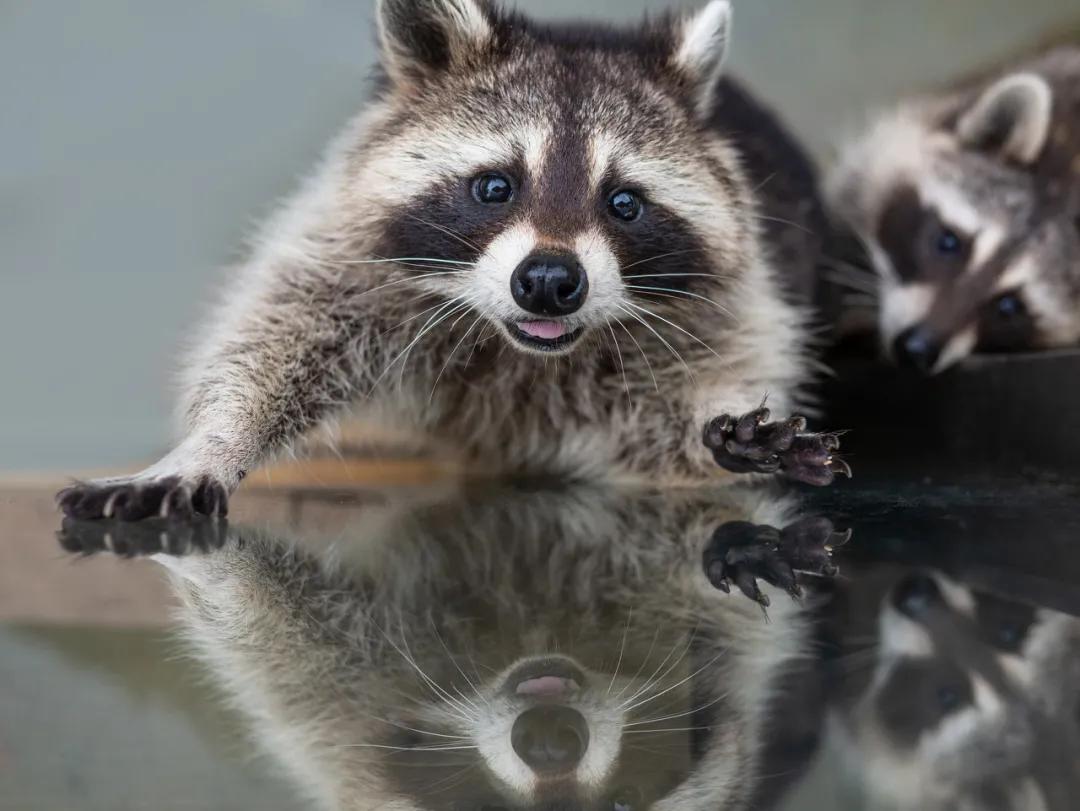 火箭浣熊是小熊猫还是小浣熊,小熊猫是浣熊科动物吗