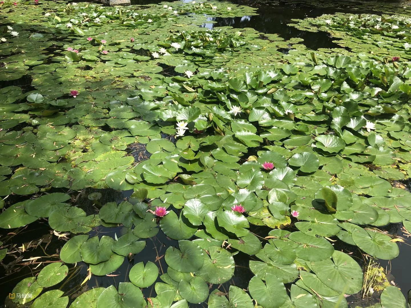 将军有剑不斩苍蝇全诗意思,将军有剑不斩苍蝇的下一句
