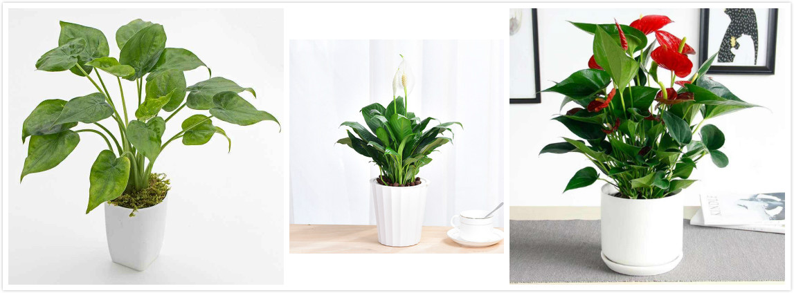 大盆栽绿植对猫无毒有害吗,吊兰绿萝对猫有毒么