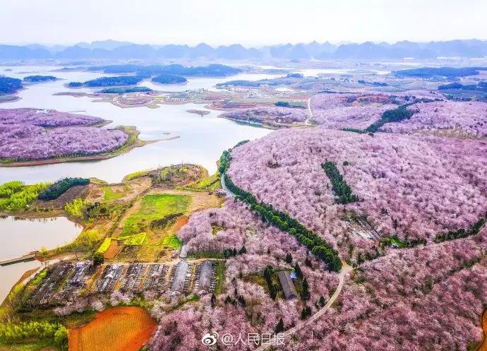 几月赏樱花最好,最美赏樱攻略大全