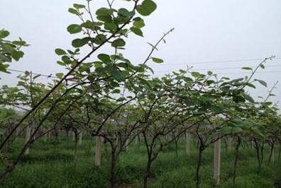 冻害会造成猕猴桃根系损伤吗,猕猴桃果园冬季管理技术