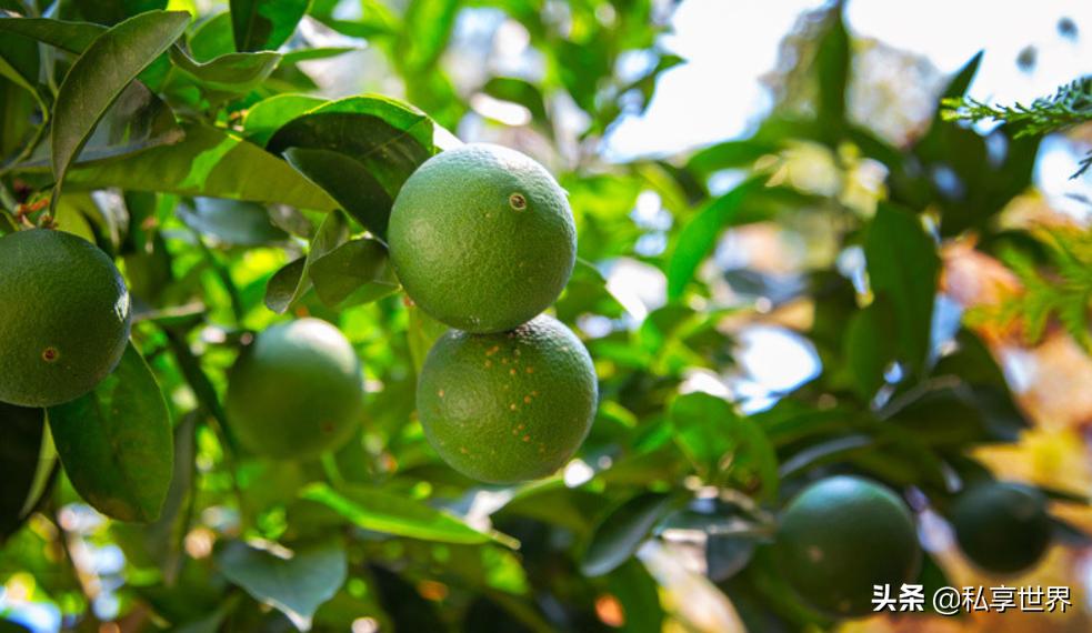 现在哪里的橙子最好吃,全国哪些地方的橙子好吃水分多