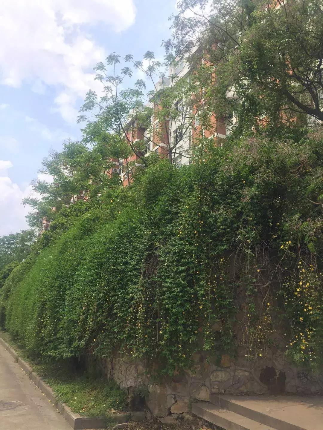 我们汉口学院的同学们是大花岭镇上“最孤独”的人