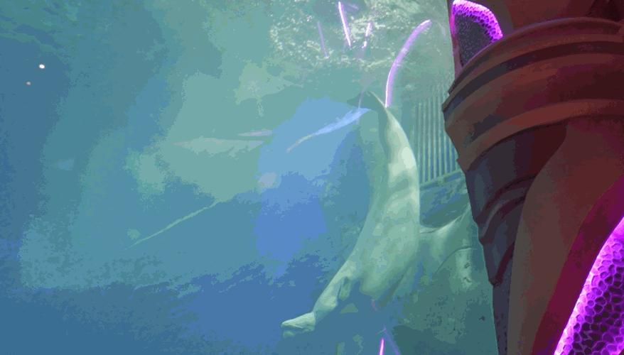 上九天揽月，下五洋捉鳖。看二孩老父亲如何带全家打卡亚特兰蒂斯