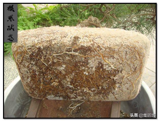 树势不旺的黑松盆景如何养护 (黑松盆景几年换盆比较好)