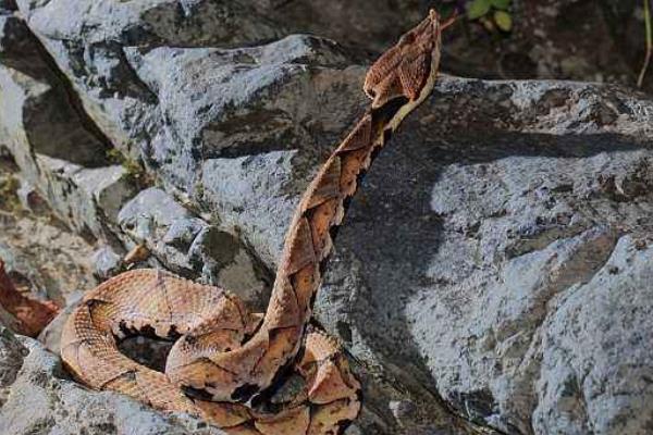 抗洪战士被毒蛇咬了,被剧毒蛇咬伤医生救援