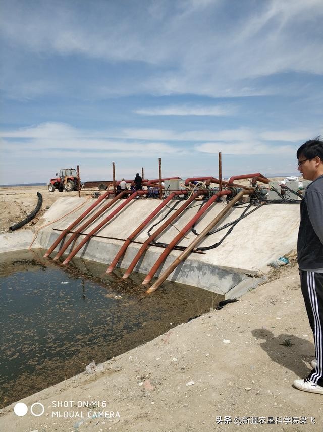盐碱地小麦什么时候浇返青水最好,小麦地盐碱化