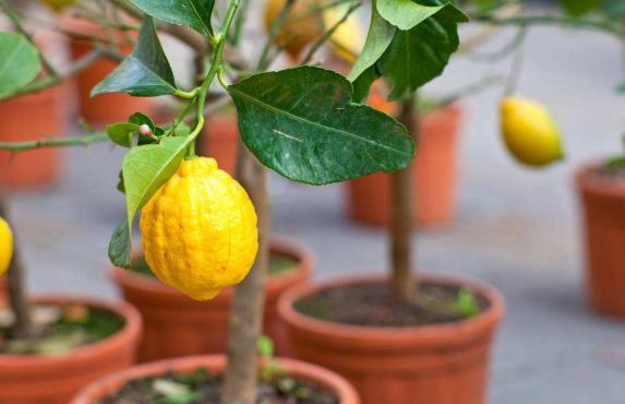 柠檬树开花结果后又落果,柠檬树挂果后落果什么原因