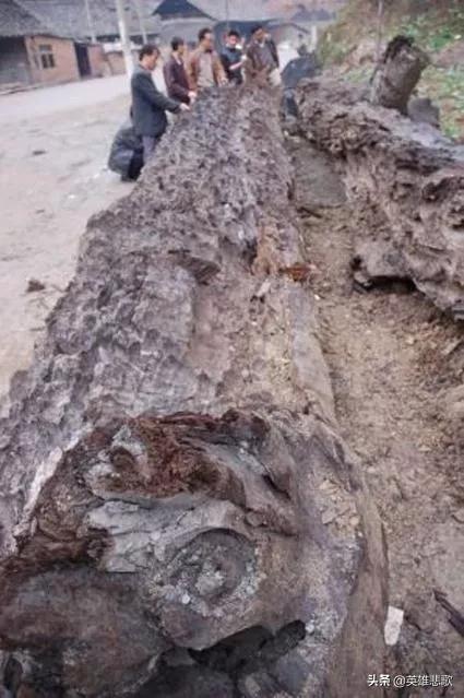 阴沉木为什么值钱,阴沉木到底哪些地方值钱