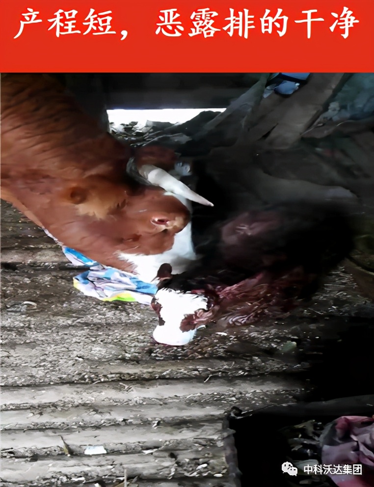 益力健牛羊专用中成药,益立健兽药