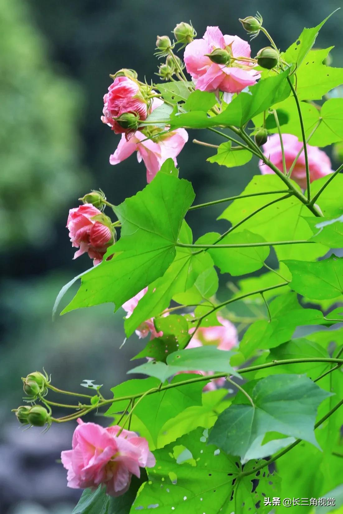 “断崖式”寒潮过后，湖州：晚秋芙蓉始盛开