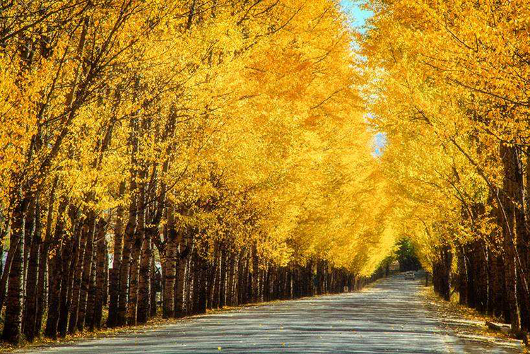 富贵华丽色,我想你应该猜出来了,没错,就是金色