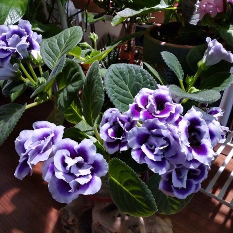 什么花可以露天养不怕雨淋,哪种花最不怕太阳晒