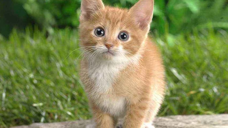 猫咪感冒发烧用啥药品,猫咪药品