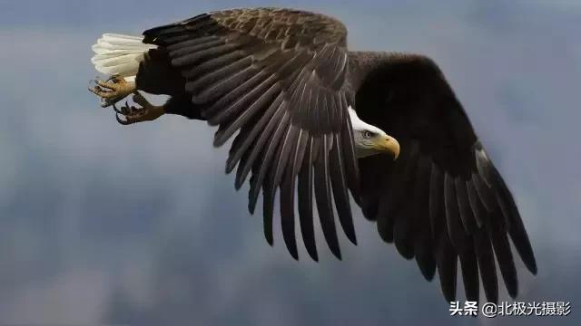 拍夜景鸟的正确方法,拍摄鸟类摄影欣赏