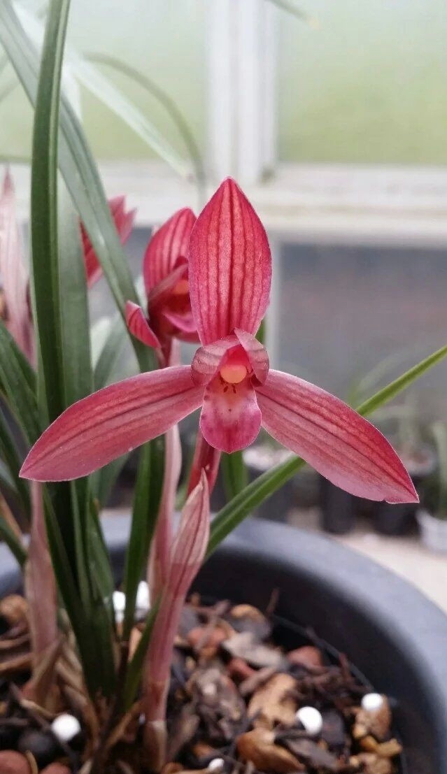 贵州兴义最出名的兰花,贵州兰花红舌头