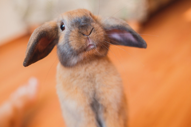 小兔子怎么喂养才不会死,小兔子怎么喂养长得快