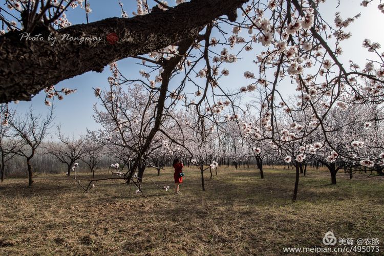 河南灵宝百年古杏林花开遍山野,灵宝北沟古杏林图片