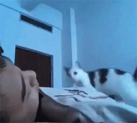 猫能治愈抑郁症,猫真的治愈孤独吗完整版