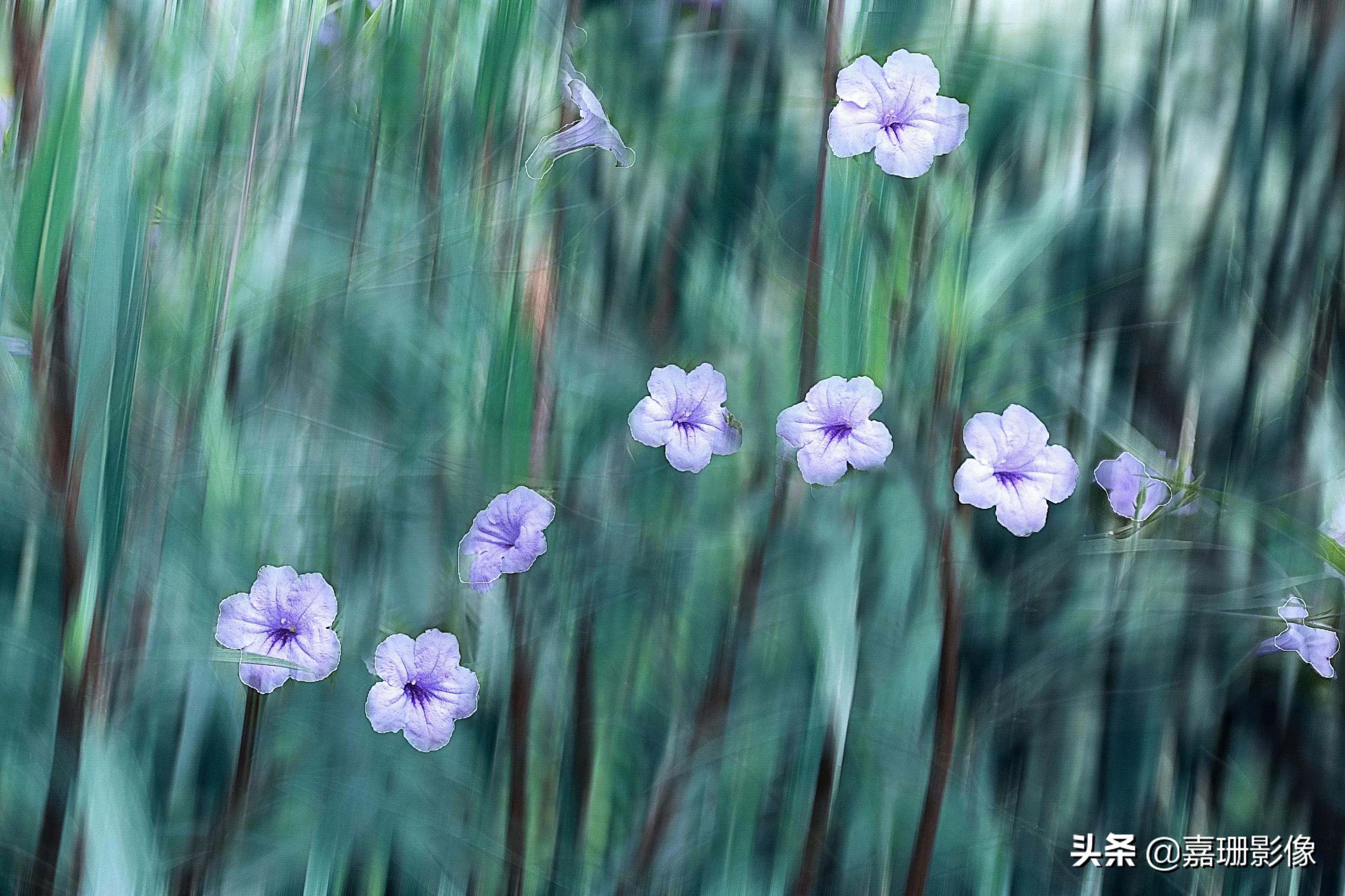 看看花容,听听花语2020年我镜头里的百种花卉
