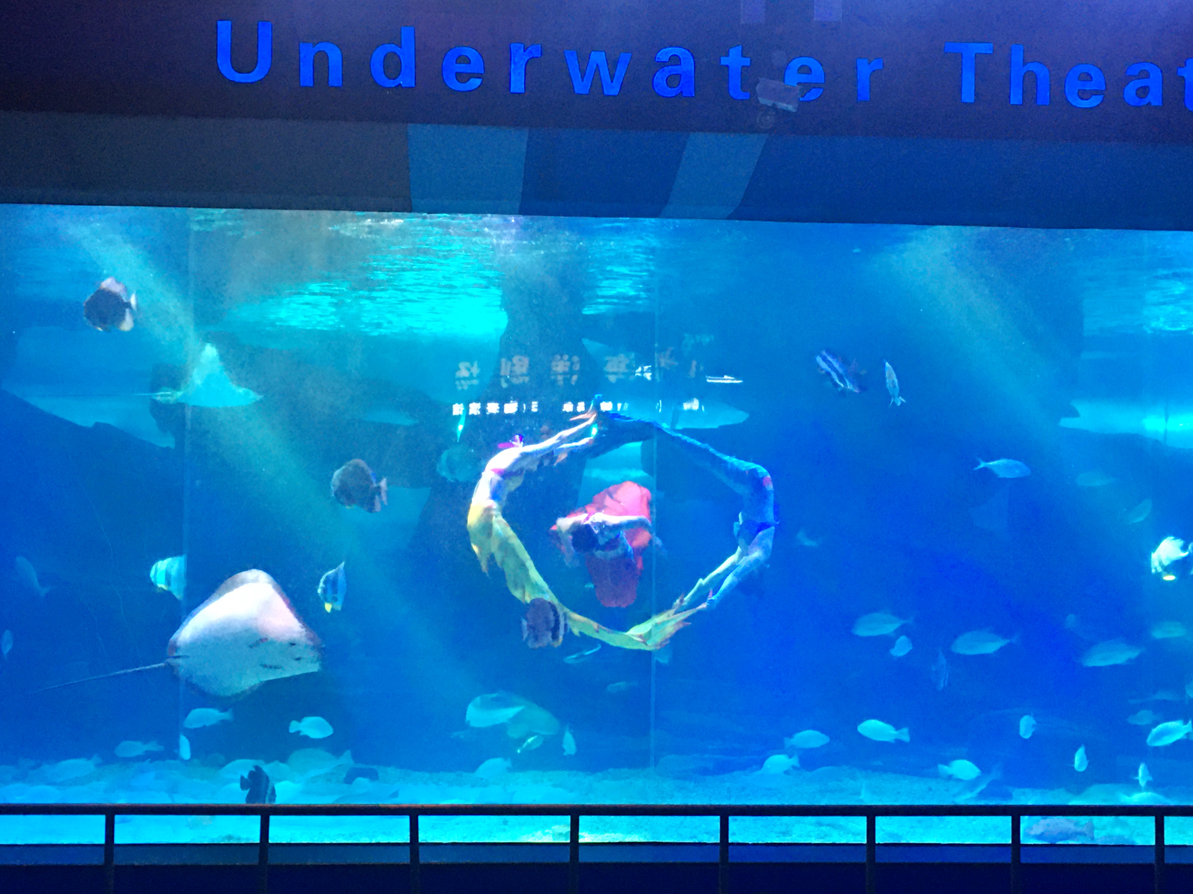 带娃玩的海洋极地世界,欢乐周末带娃时光