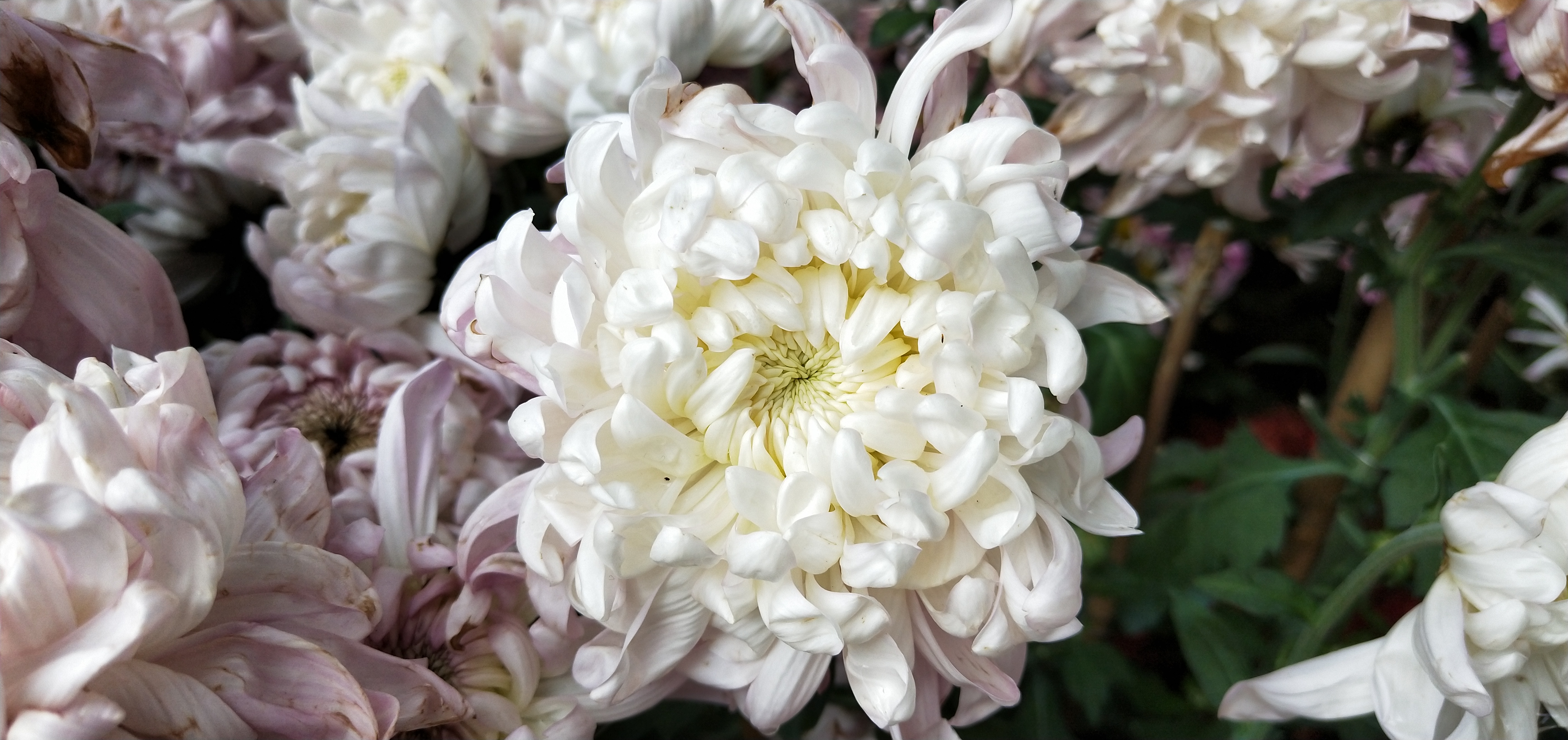 东湖公园菊花花展时间2021,深圳东湖荷节花展