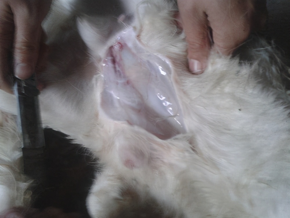 牛血尿的症状和治疗方法,牛羊尿血