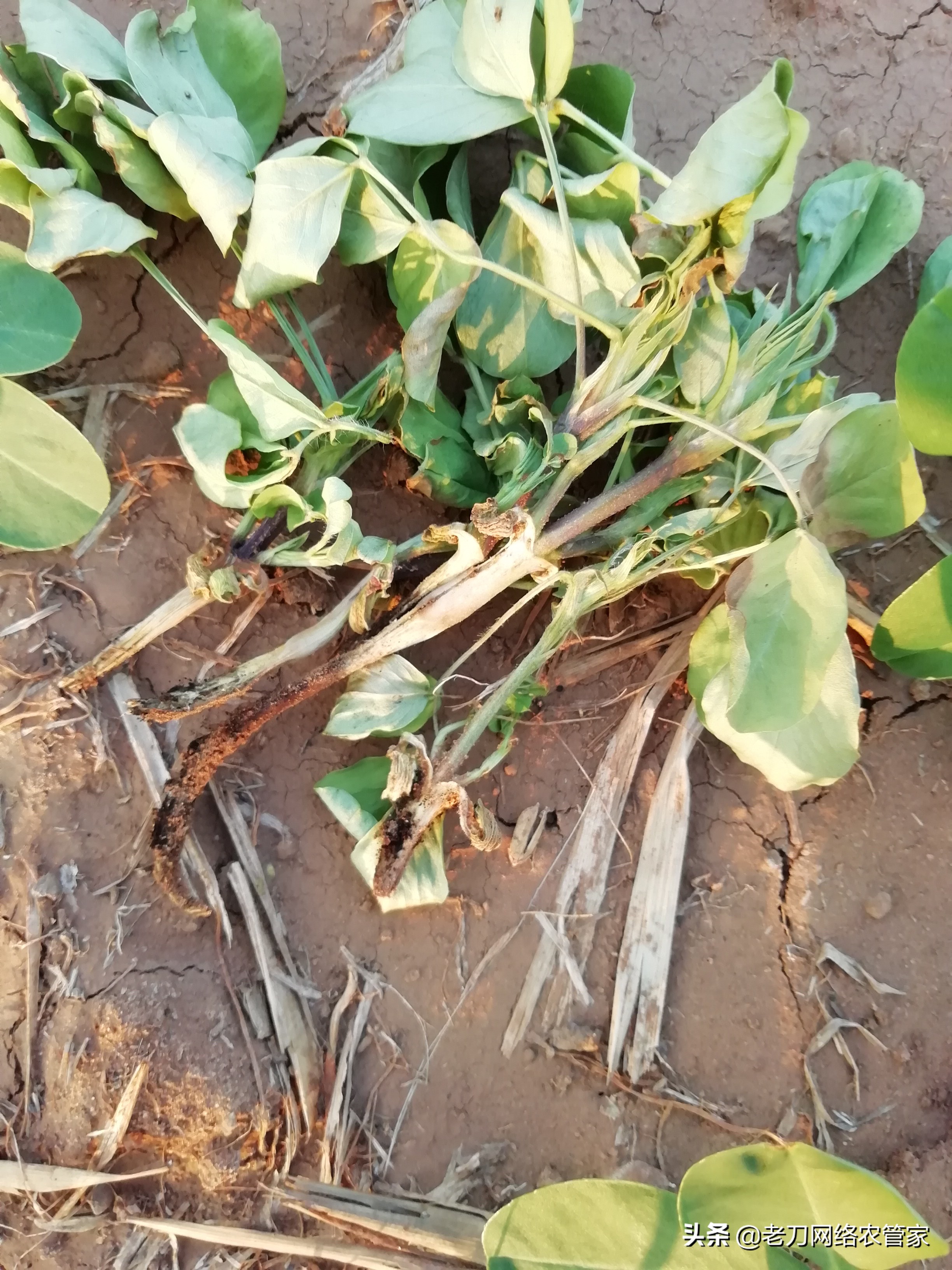 花生出苗不久死苗喷药几天有效,花生出苗后烂根发霉死苗怎么办