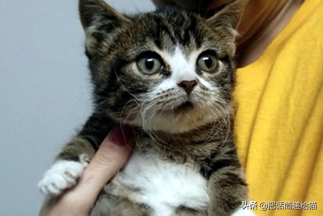 猫兄妹可爱视频,矮脚猫兄妹