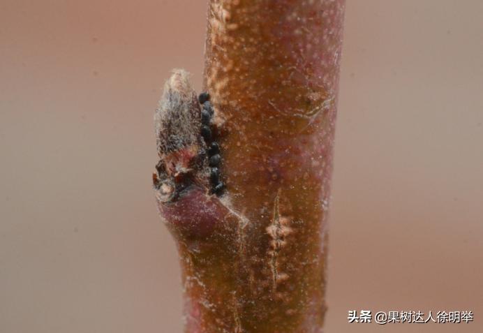 虫子王——以虫治虫的蚜虫生物防治技术体系，果农了解用处大