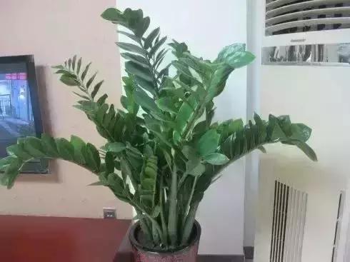 客厅吸附甲醛植物,客厅适合摆什么植物又可以去甲醛